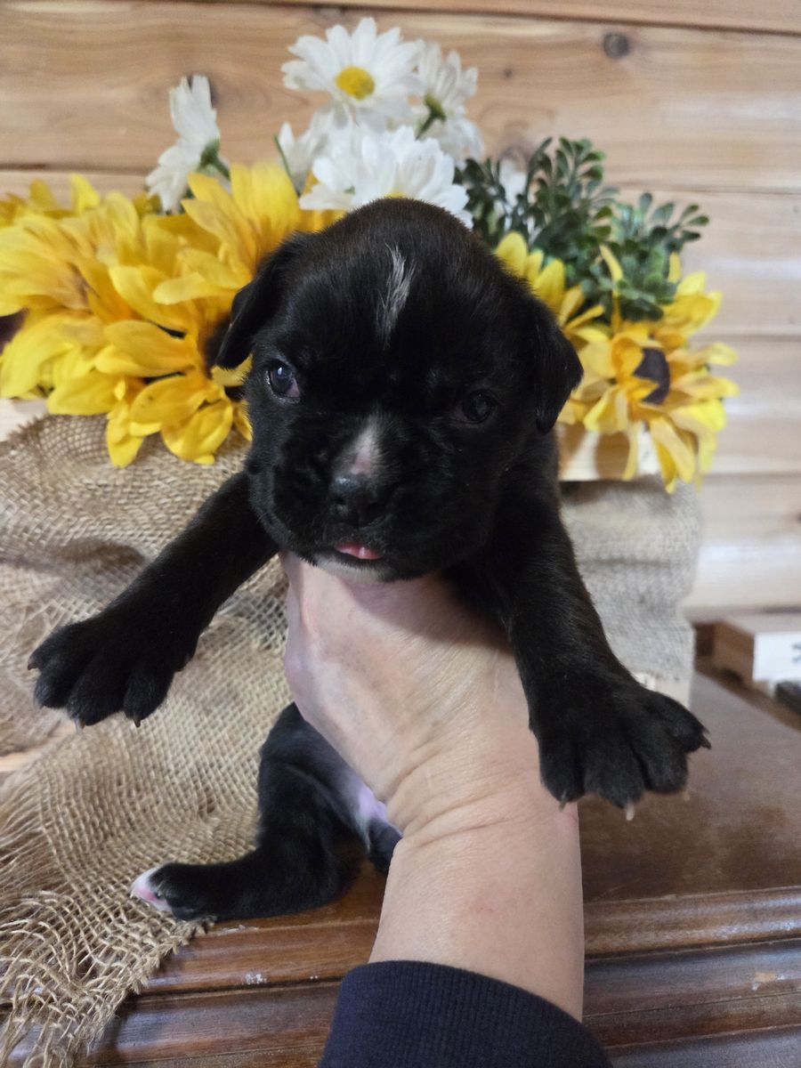 75% European Boxer puppies