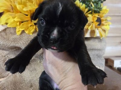 75% European Boxer puppies