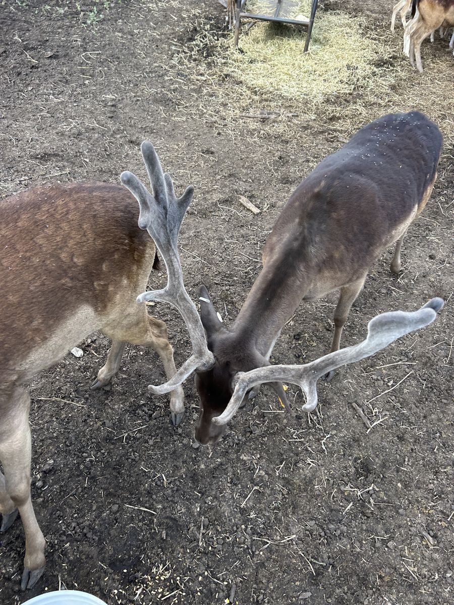 Fallow Deer - Bucks & Does for Breeding Stock or Custom Hunts