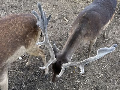 Fallow Deer - Bucks & Does for Breeding Stock or Custom Hunts