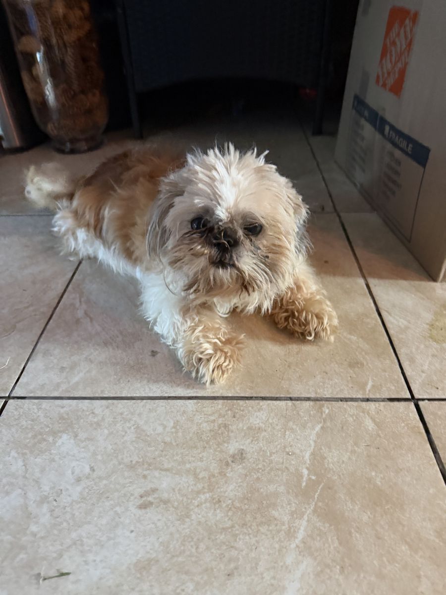 Shihtzu shitzu Shih tzu