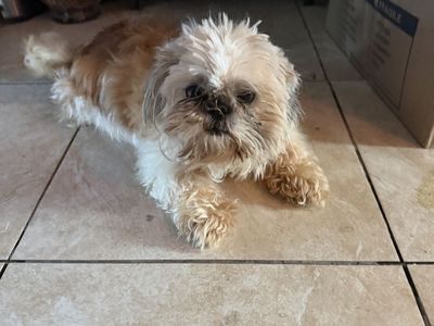 Shihtzu shitzu Shih tzu