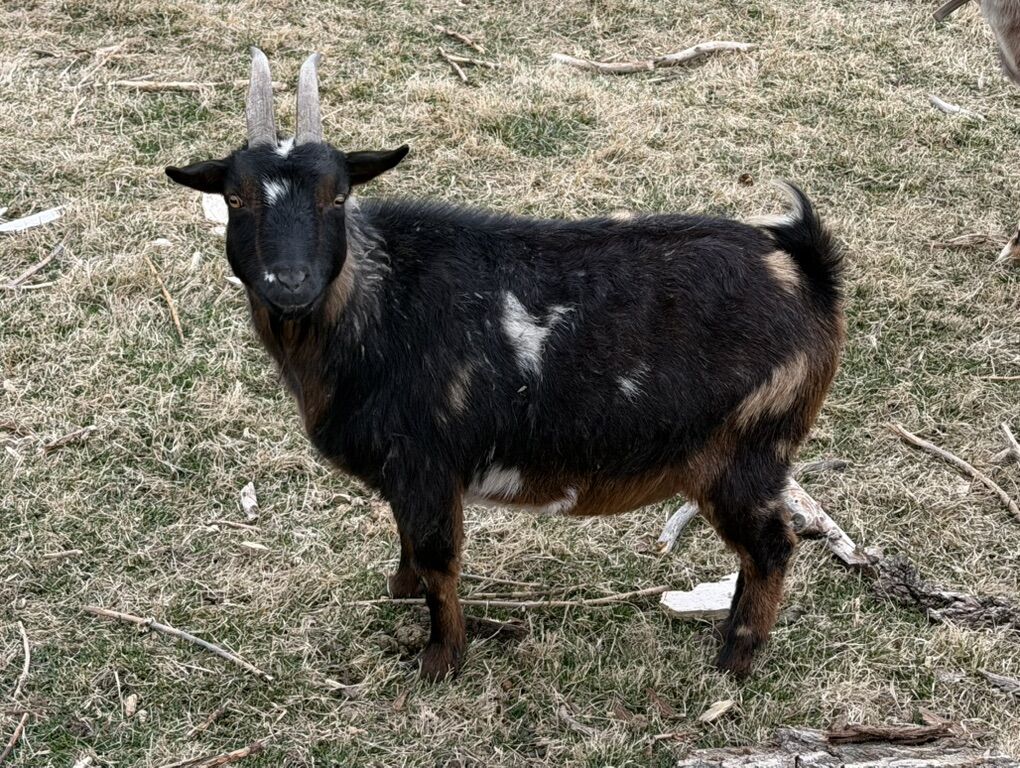 Bred Nigerian Dwarf Doe