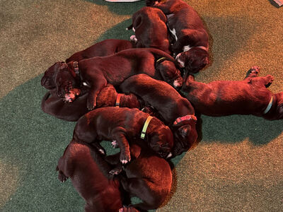 Great Dane Pups For Adoption