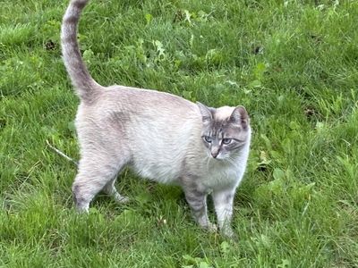Kittens for sale