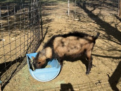21 goats for sale