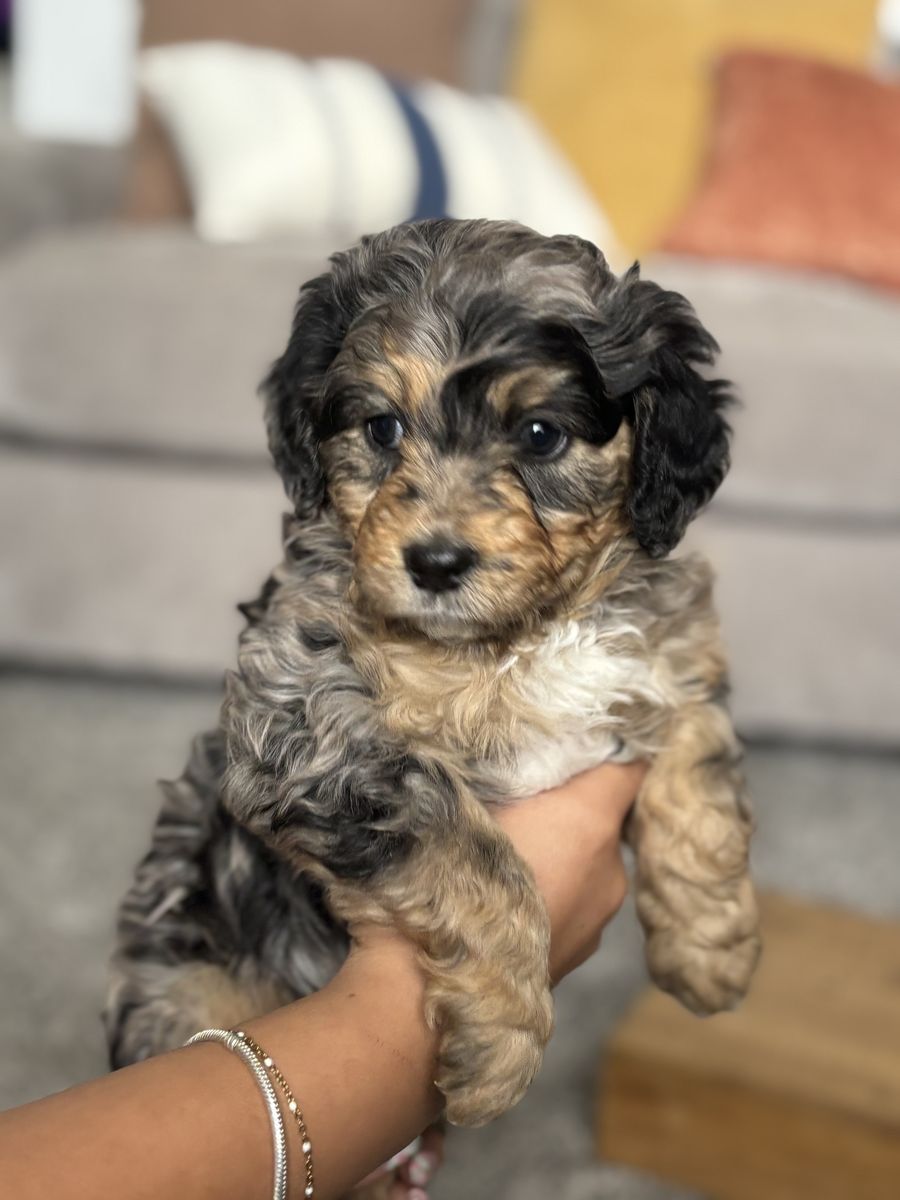 Bernedoodle puppies (BOYS)