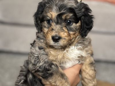 Bernedoodle puppies (BOYS)