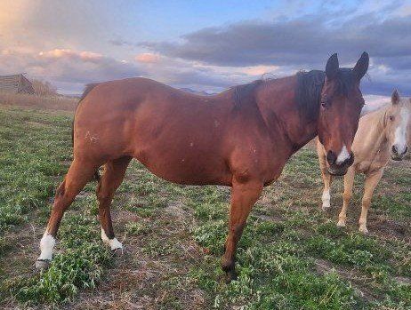 AQHA Smart Chic Olena mare-2004