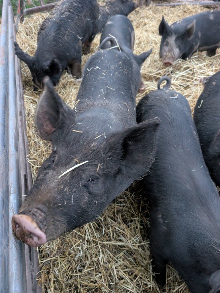 Berkshire Sows