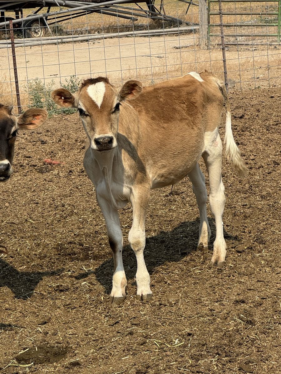 2 heifer calves