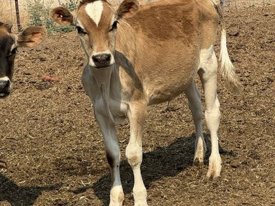 2 heifer calves