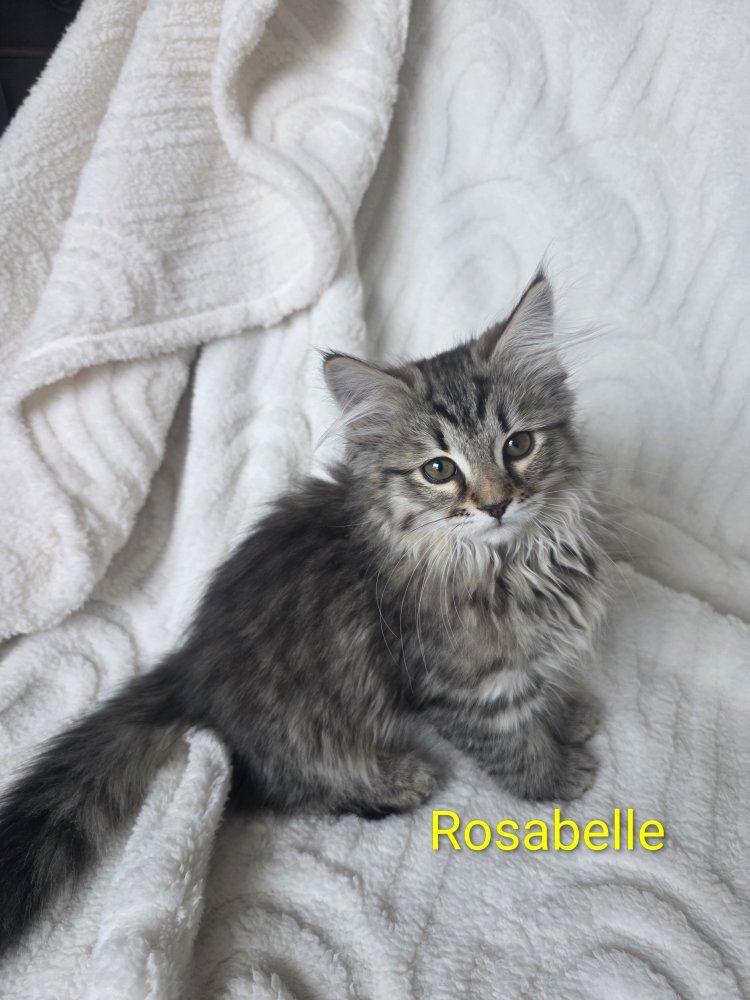 TICA Purebred Siberian Kitten