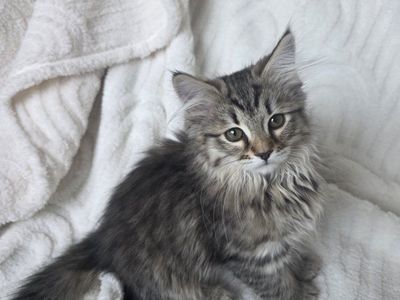 TICA Purebred Siberian Kitten
