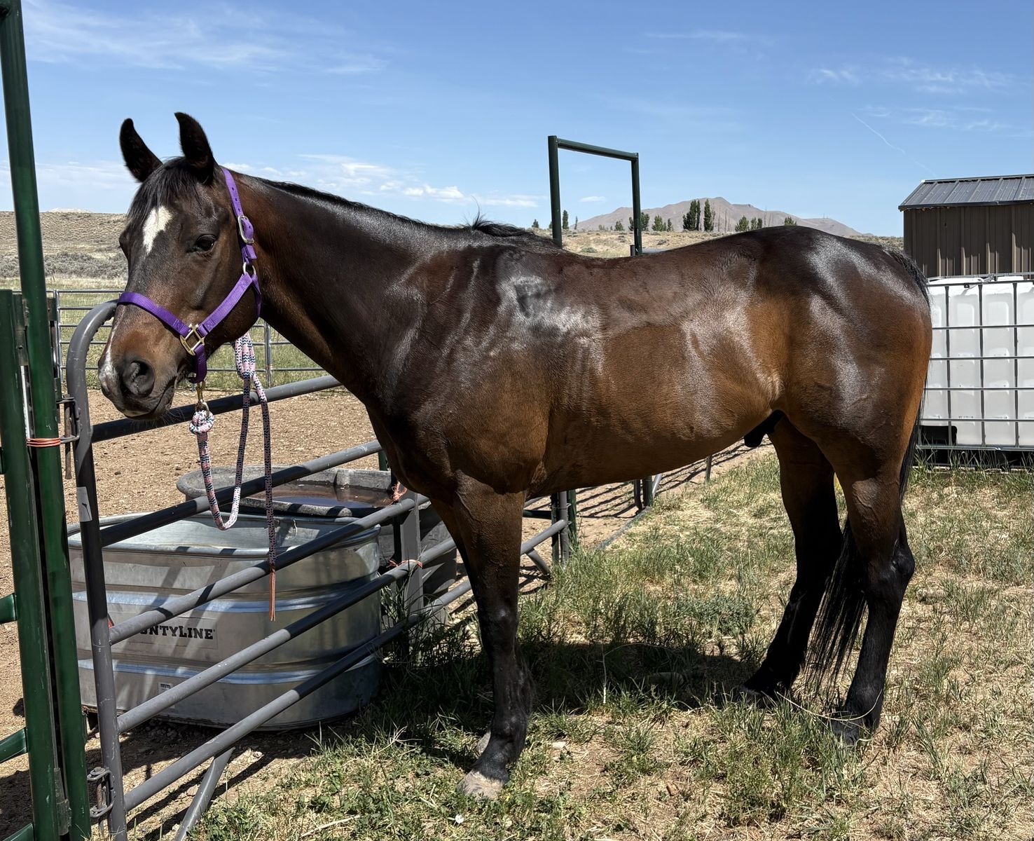 Gelding rope & barrel horse
