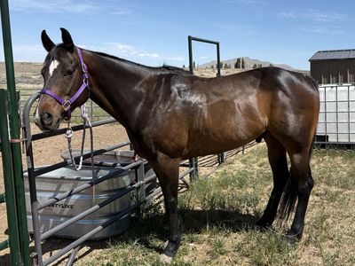 Gelding rope & barrel horse