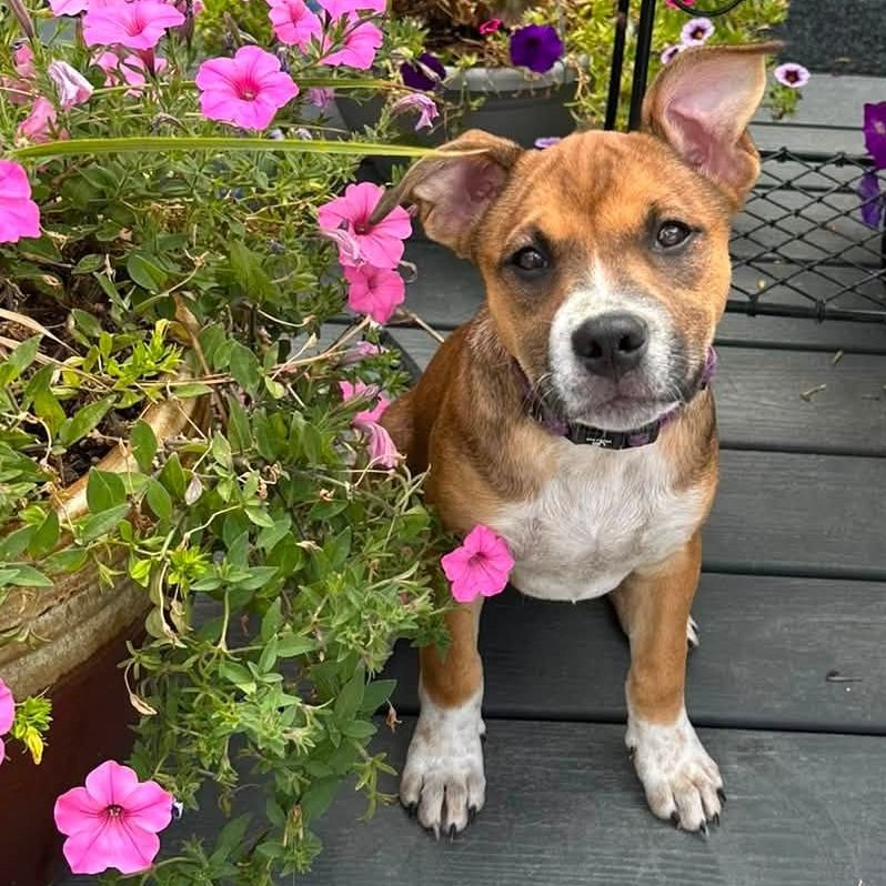 Hello my name is Cheddar