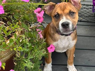 Hello my name is Cheddar