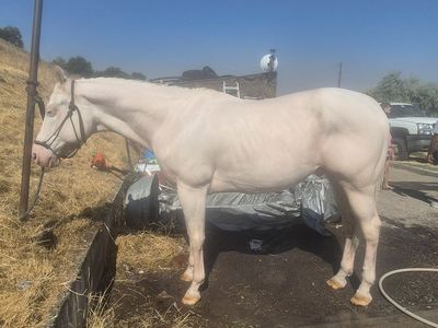 10 yr grade gelding