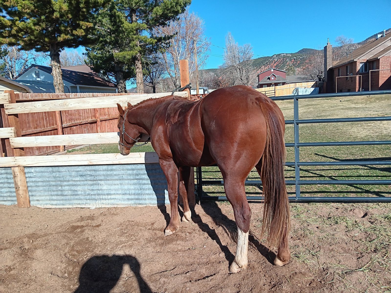 2 year old colt