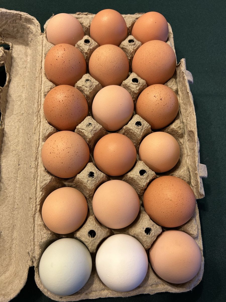Chicken Eggs