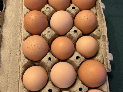 Chicken Eggs