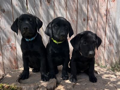 AKC Labrador Retrievers