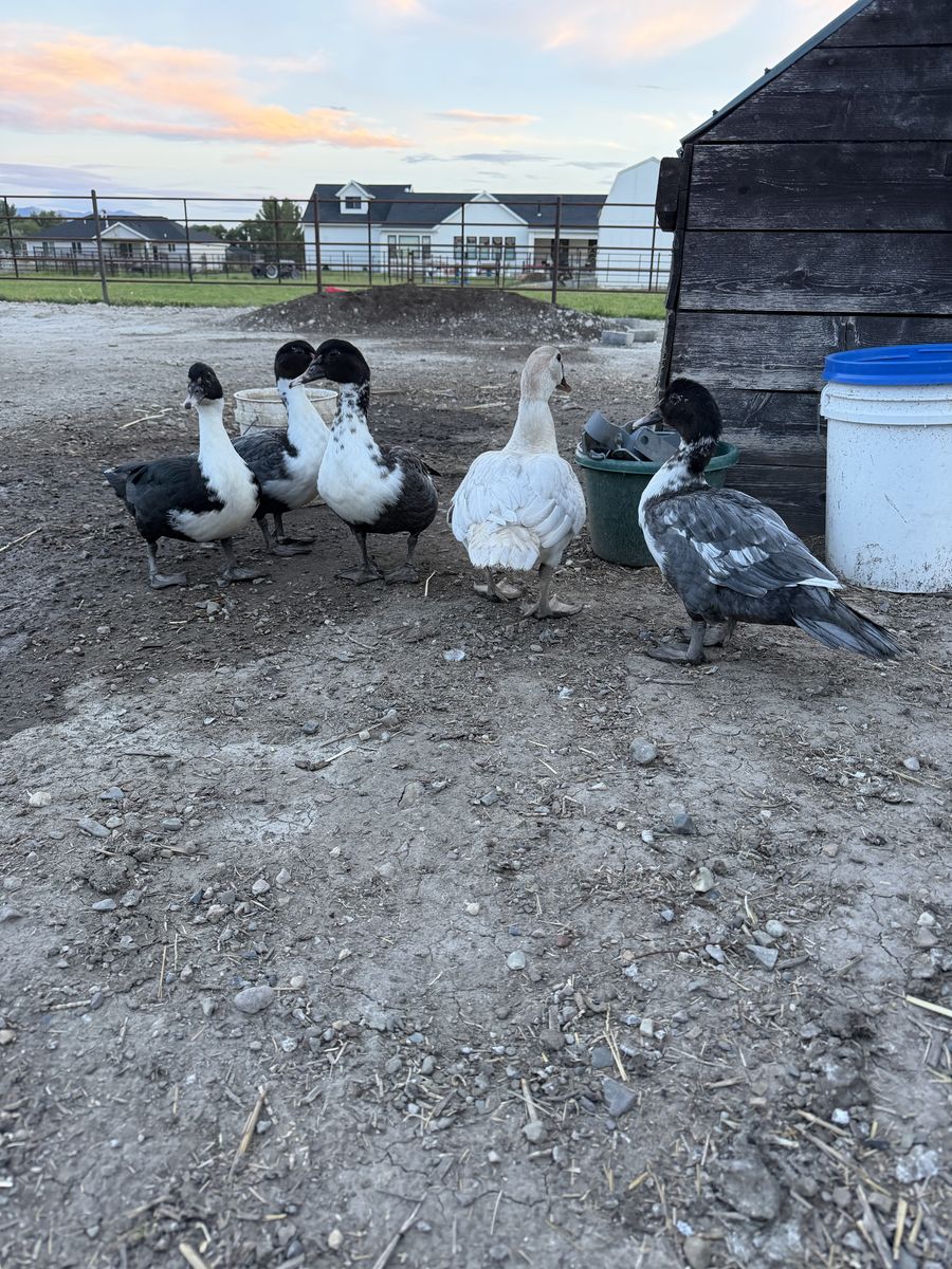 Ducks 