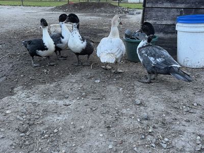 Ducks