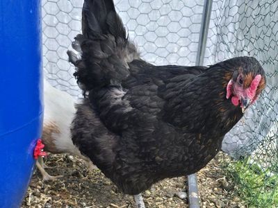 chickens