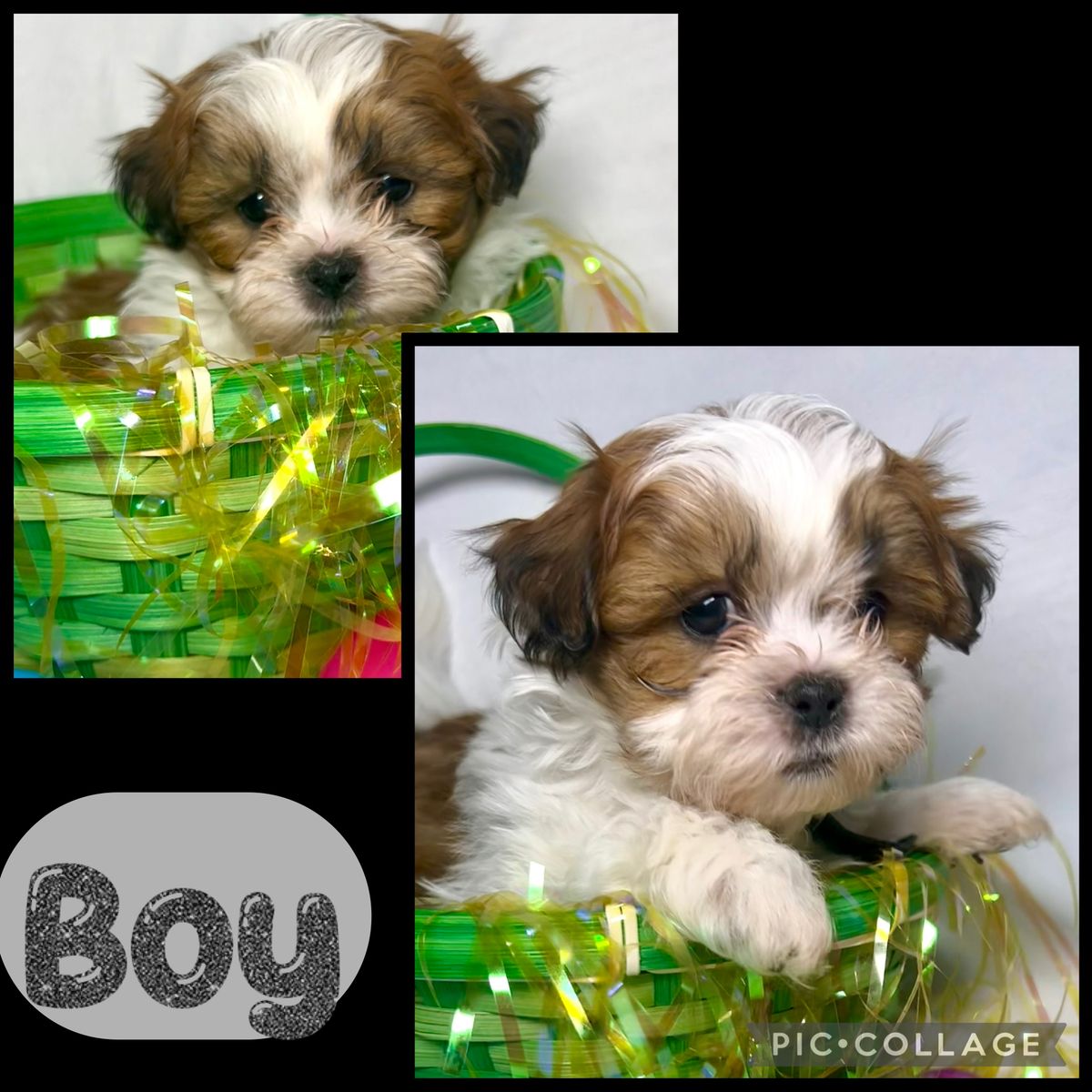 Teddy Bears (1/2 Shih Tzu and 1/2 Bichon) ready for their forever home in 1 week!