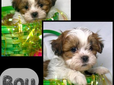 Teddy Bears (1/2 Shih Tzu and 1/2 Bichon) ready for their forever home in 1 week!