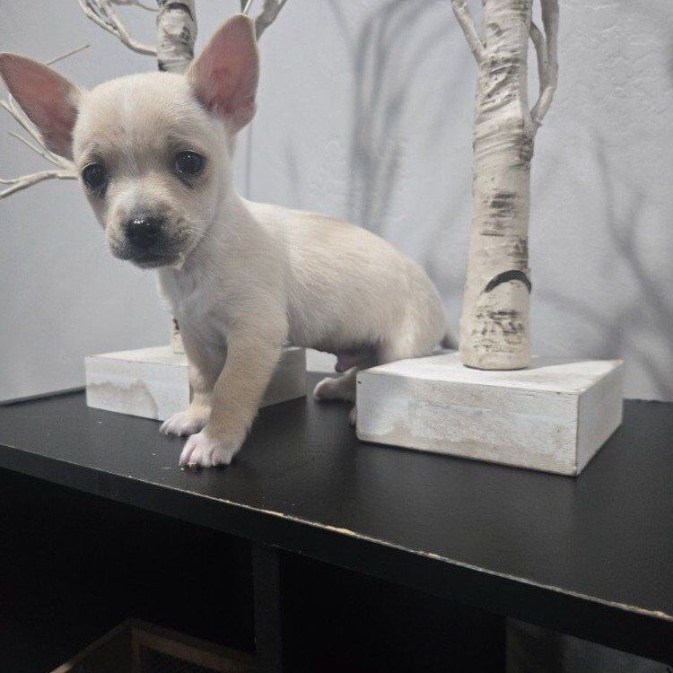 Adoreble chihuahua puppy