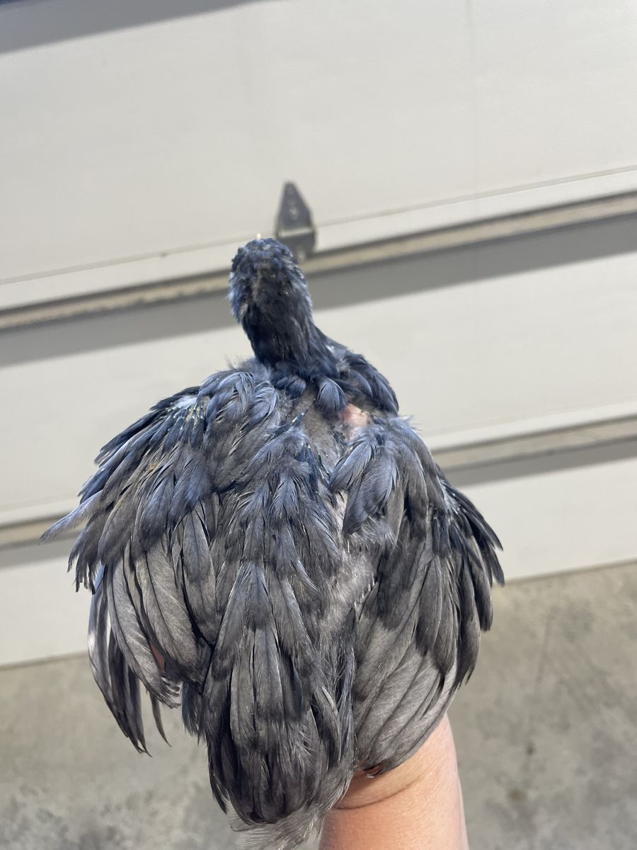Blue Lemon Bantam Cochin Rooster
