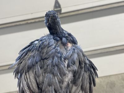 Blue Lemon Bantam Cochin Rooster