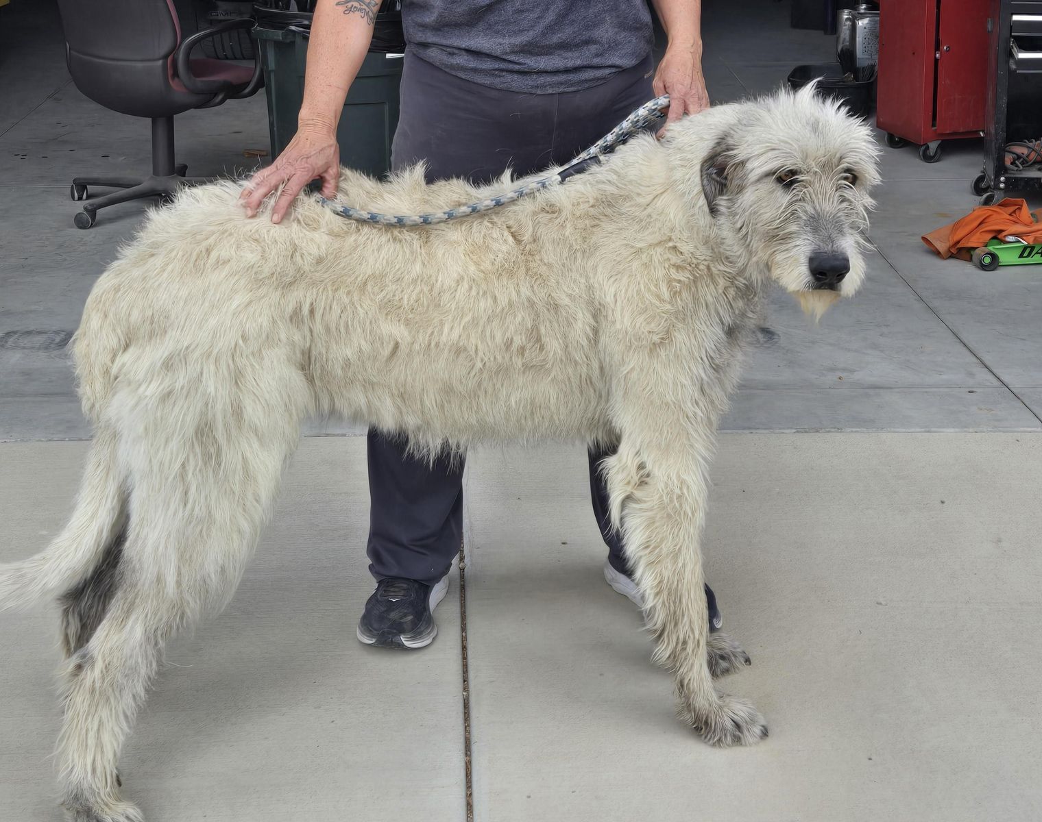 AKC Irish Wolfhounds