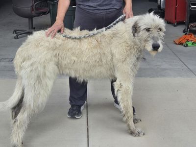 AKC Irish Wolfhounds