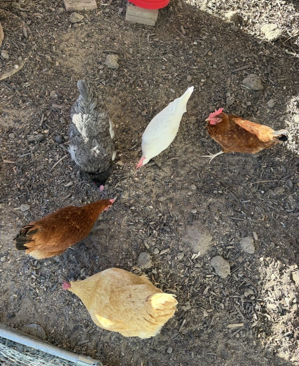 5 Laying Hens - Assorted Breeds, Ready for New Home