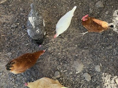 5 Laying Hens - Assorted Breeds, Ready for New Home