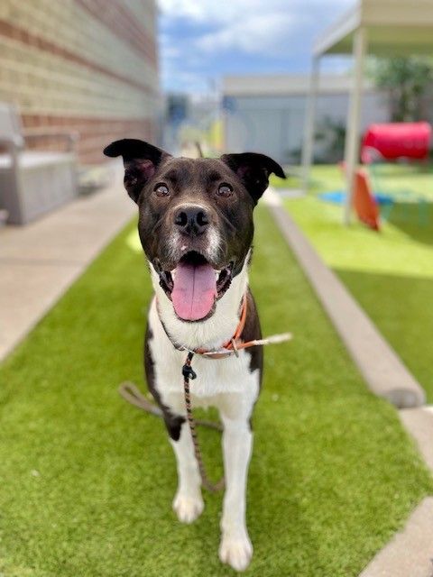 A160617 Bentley is Available for Adoption!
