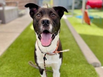 A160617 Bentley is Available for Adoption!