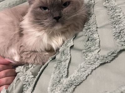 Ragdoll cat