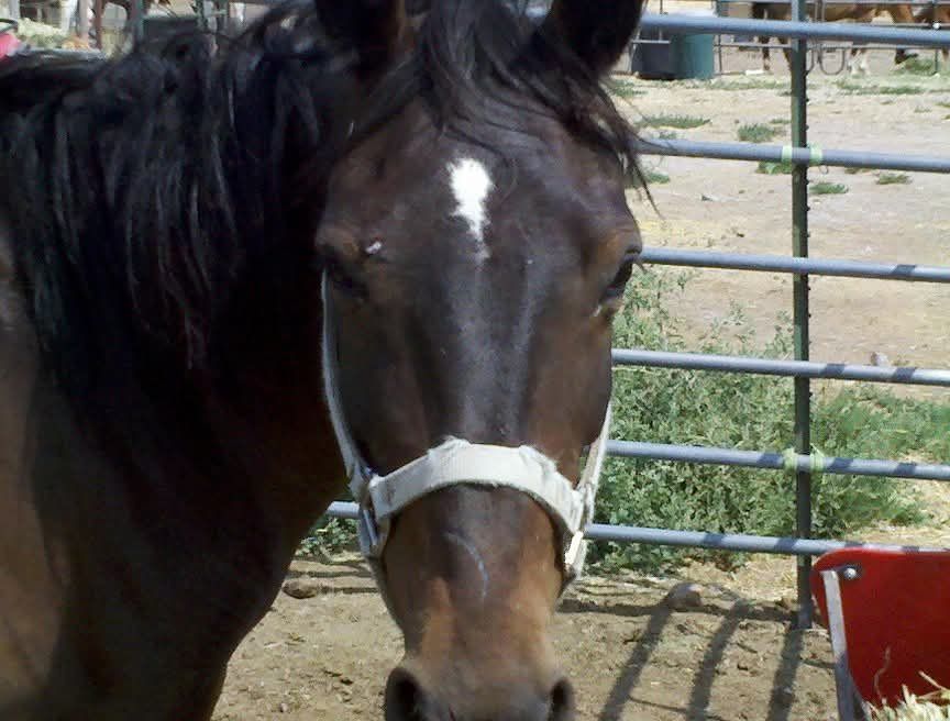 Moble Western training & riding lessons