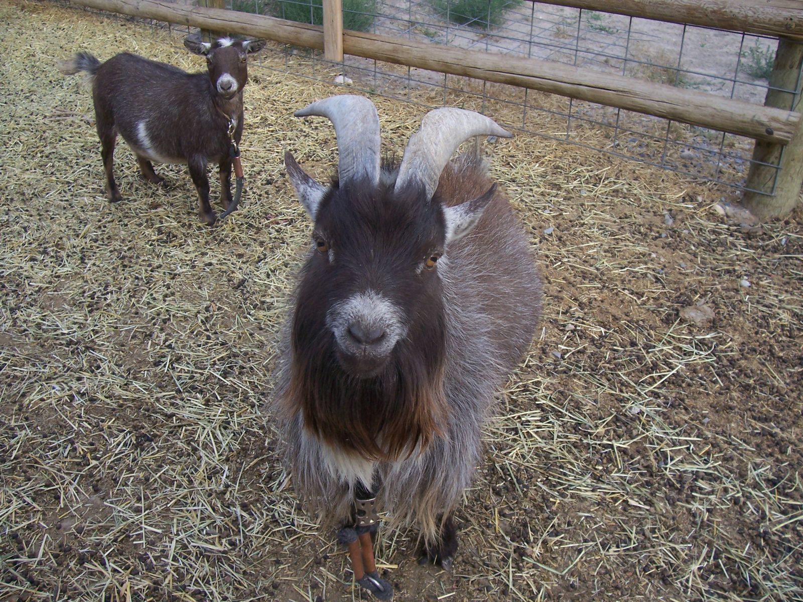 2 year old male African pygmy goat