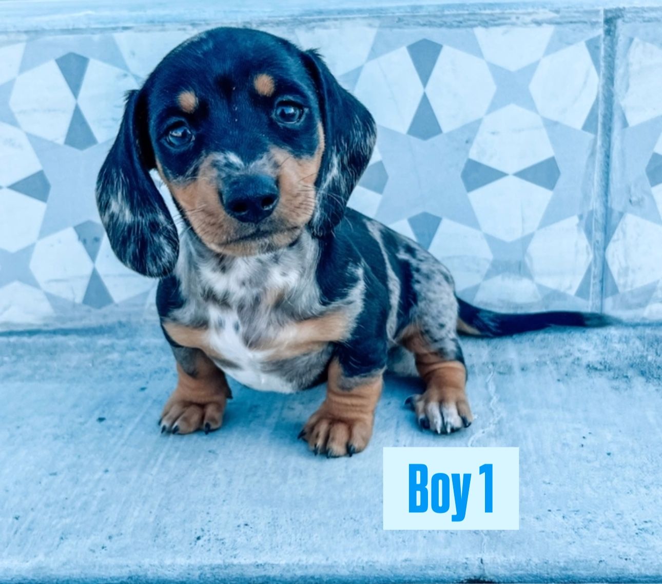 Miniature Dachshund Puppies