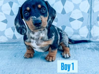 Miniature Dachshund Puppies