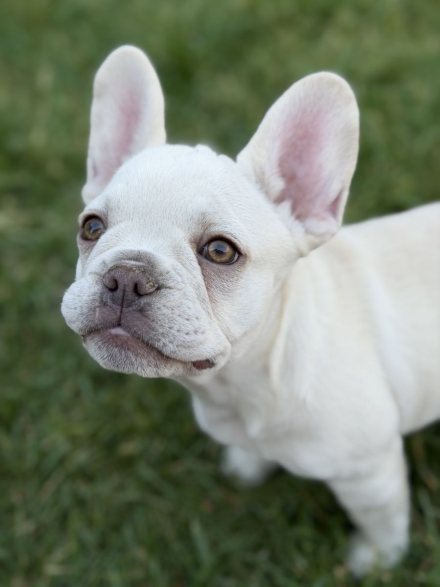 Pick Female French Bulldog