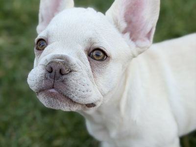 Pick Female French Bulldog