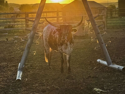 Heavy-Duty Galvanized Cattle Scratcher