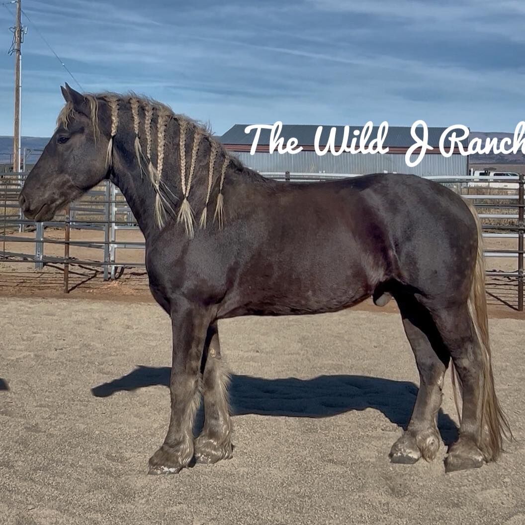 AT Stud - Friesian x Belgian/Gypsy Stallion